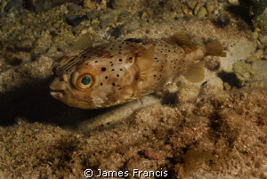 I photographed this green eyed puffer during a shallow ni... by James Francis 